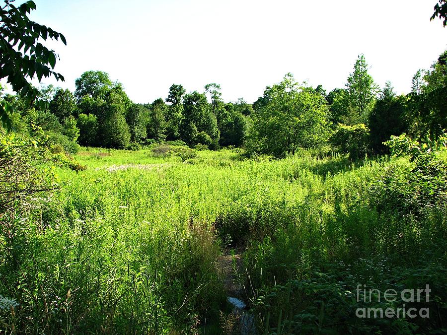 Green Meadow Photograph