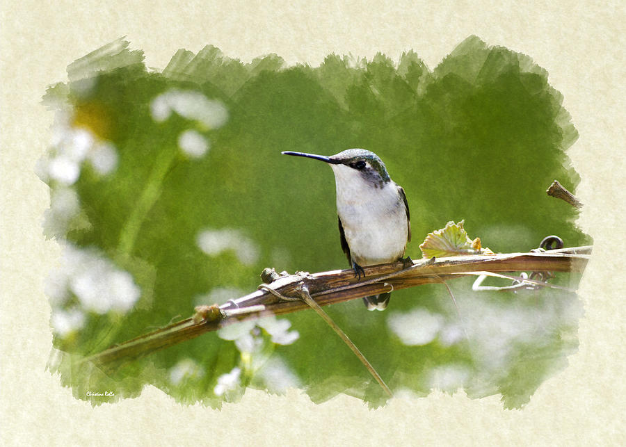 Green Meadow Hummingbird Blank Note Card Mixed Media by Christina Rollo