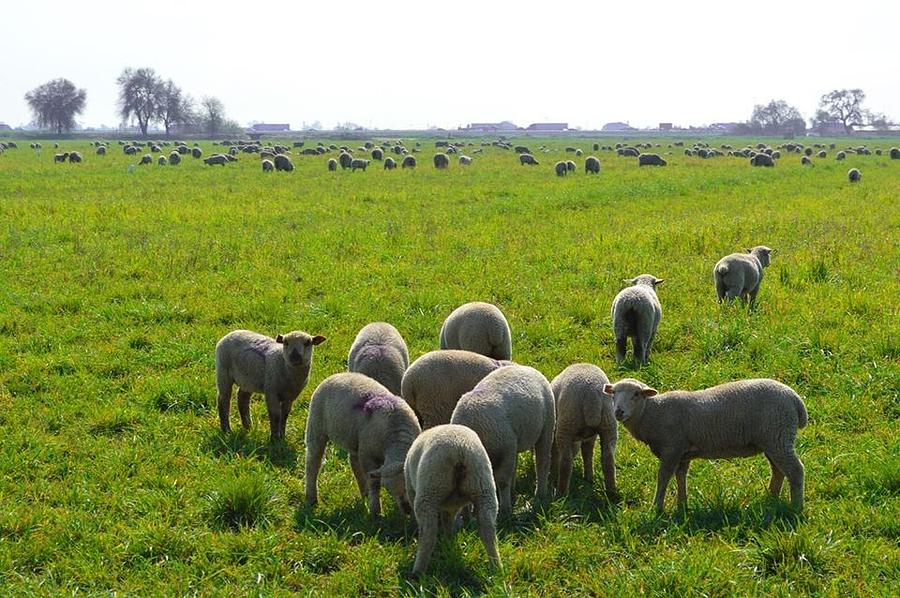 Green meadow lamb Photograph by Sharon Mendoza