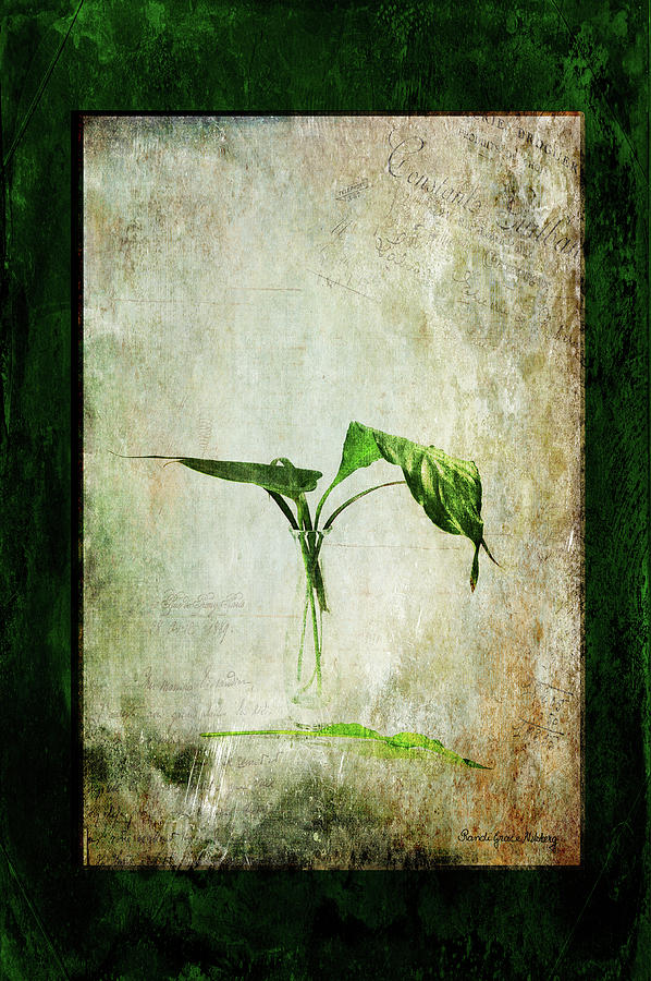 Green Melancholy Photograph by Randi Grace Nilsberg