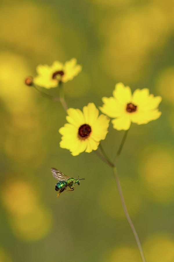 Green Metallic Bee Photograph