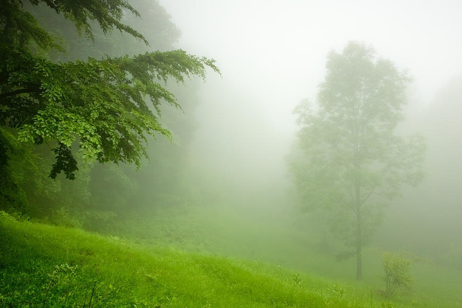 Green Mist Photograph by Evgeni Dinev