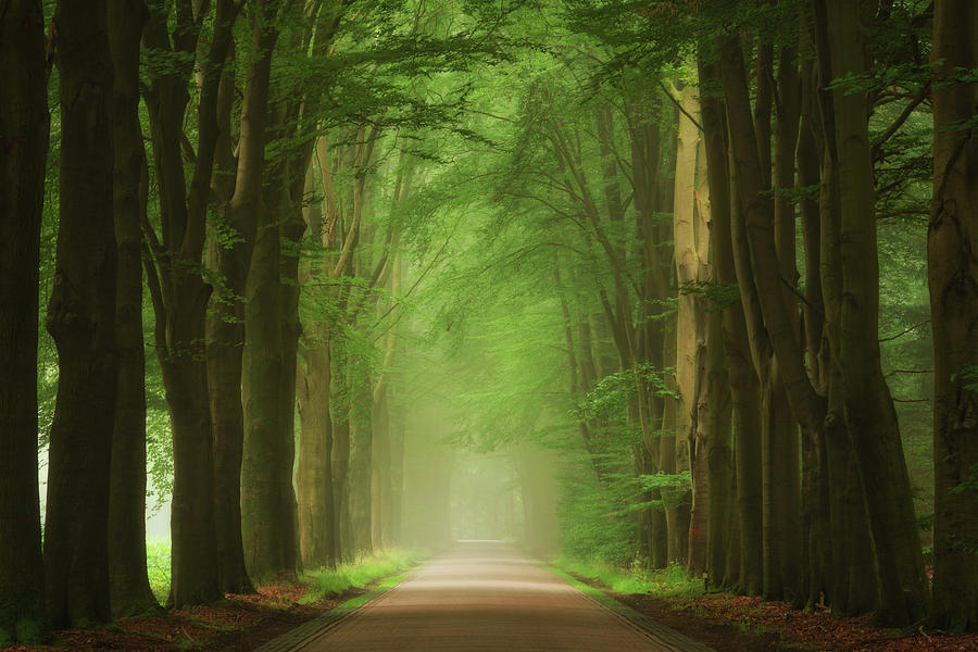 Green Mist Photograph by Martin Podt