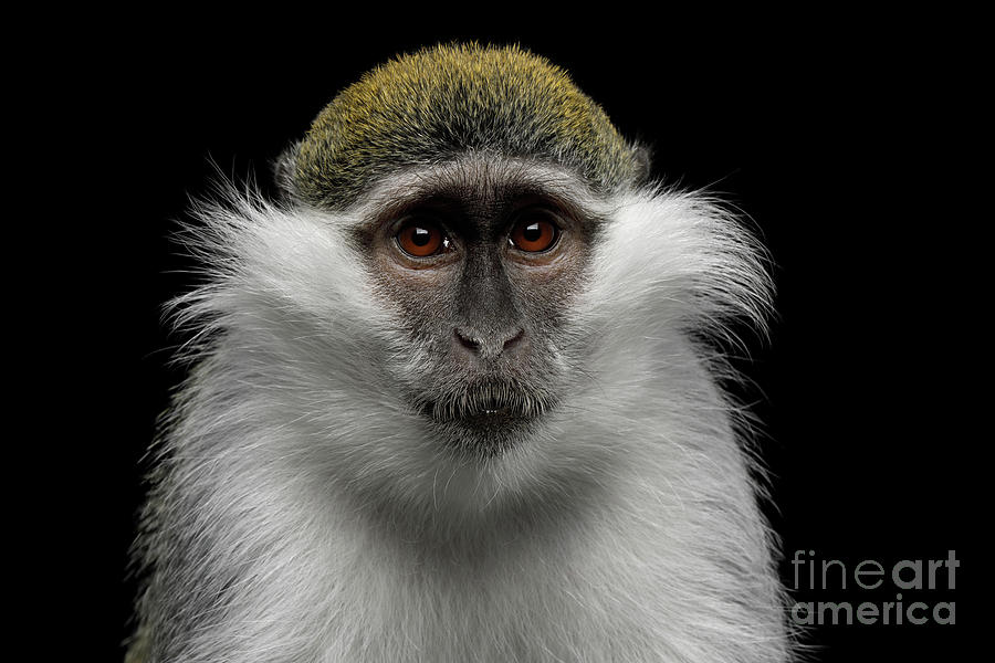 Green Monkey Photograph by Sergey Taran