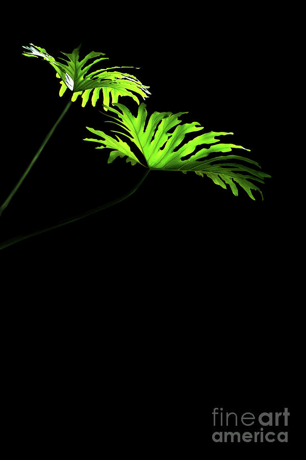 Green Monstera Leaves Photograph
