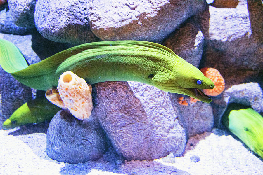 Green Moray Eel  Photograph by Chuck Kuhn