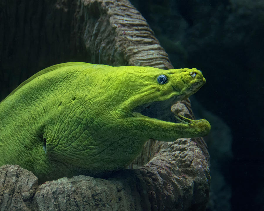 Green Moray Eel Photograph by Mitch Spence