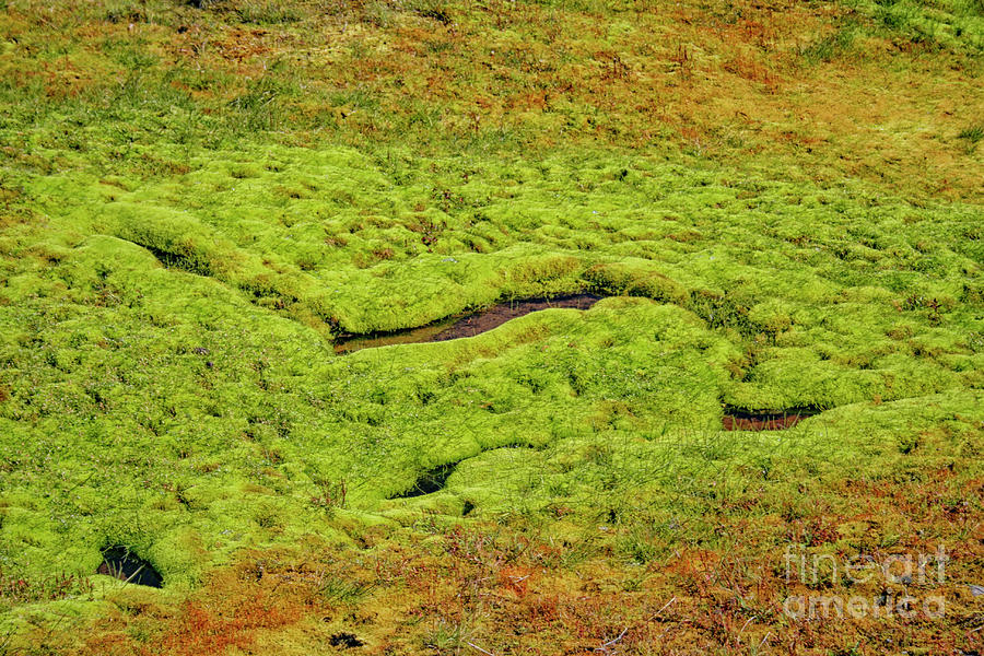 Green moss  Iceland Photograph by Patricia Hofmeester