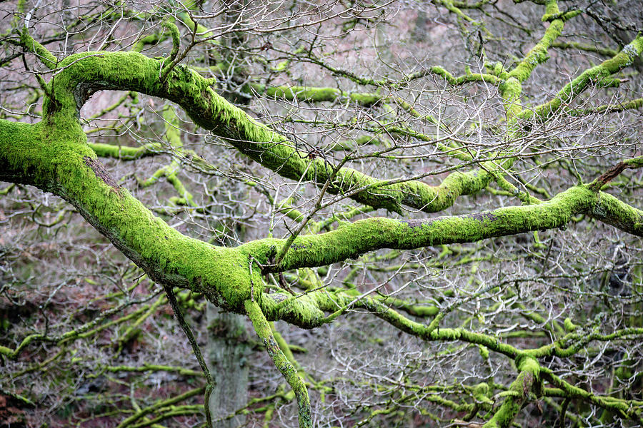 Green Moss Covered Branch Photograph By Chris Warham Fine Art America   Green Moss Covered Branch Chris Warham 