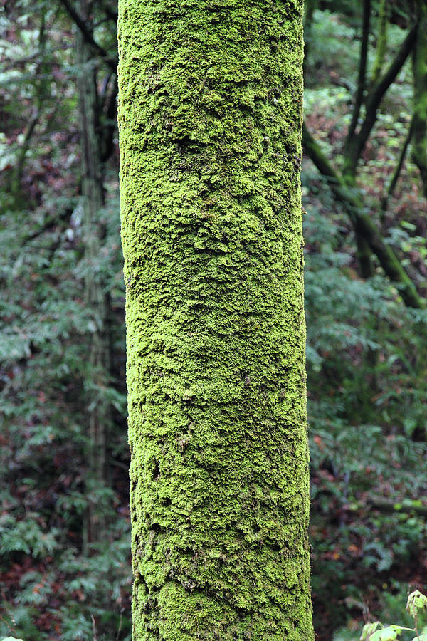 Green moss covered tree Photograph by Pierre Leclerc Photography