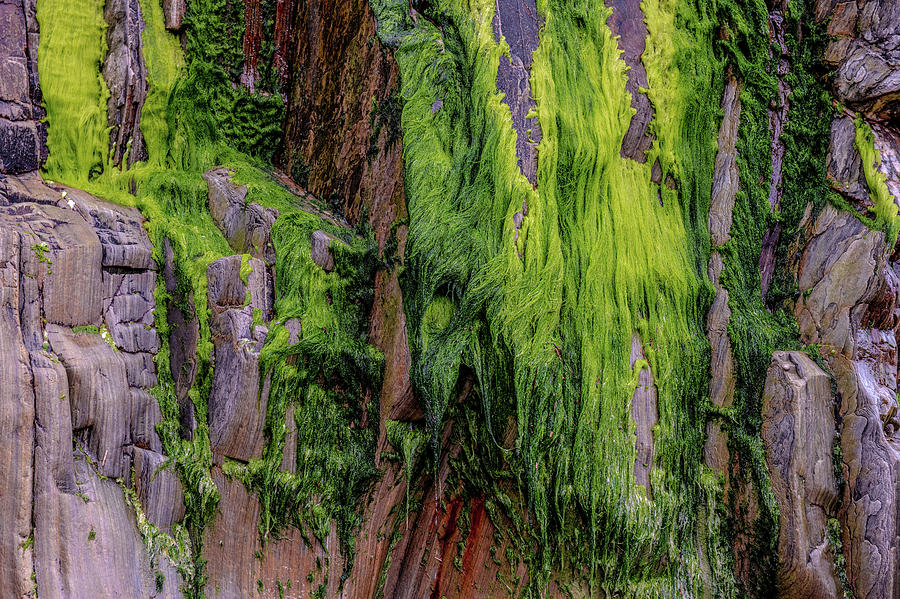 Green Moss Hanging on Rocks at Gueirua Beach Photograph by Judith Barath