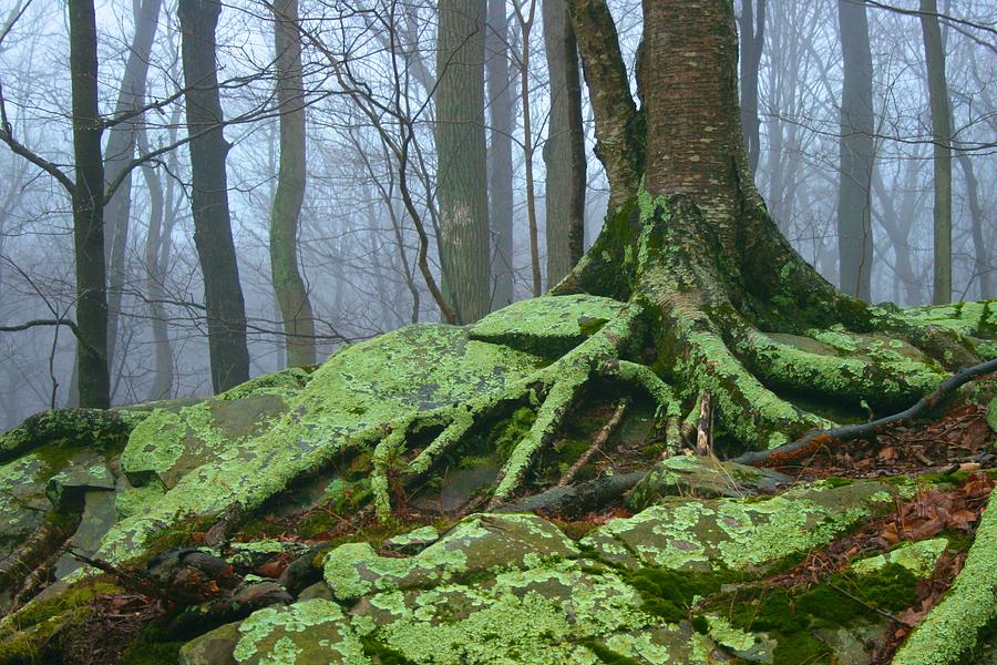Green Moss on a Foggy Day Photograph by Polly Castor