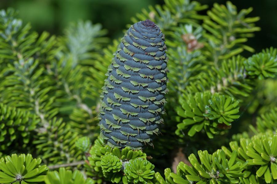 Green Moth Formation Attacks Cone by Richard Thomas Green Moth Formation Attacks Cone by Richard Thomas