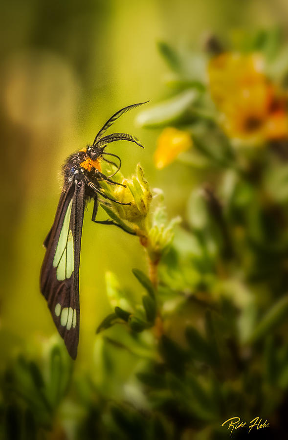 Green Moth in the Green Meadow Photograph by Rikk Flohr