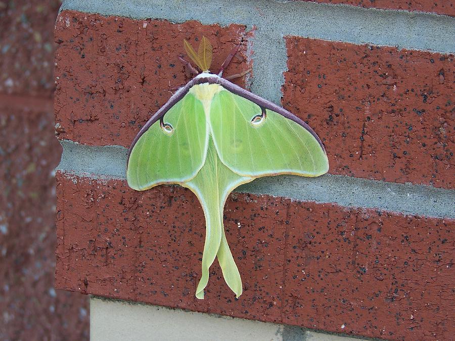 Green Moth Photograph by Keith Senecal Fine Art America