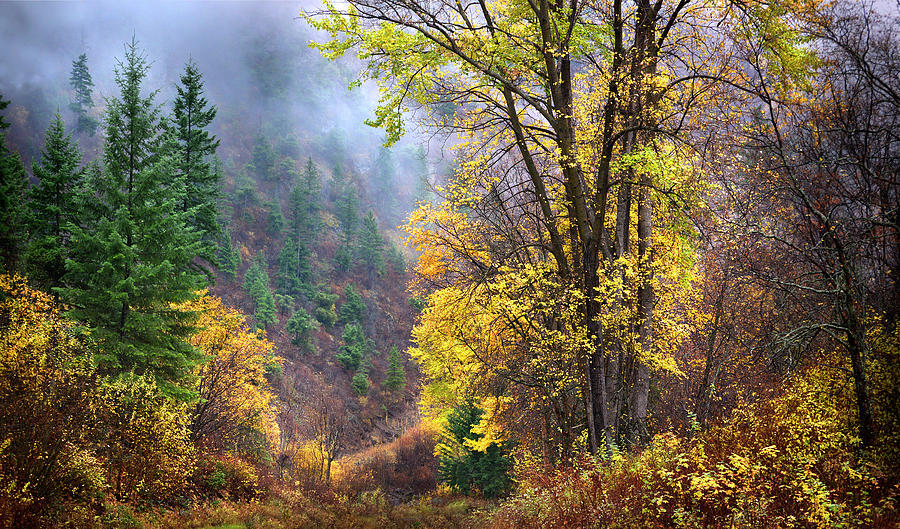 Green Mountain Fall Photograph by John Poon