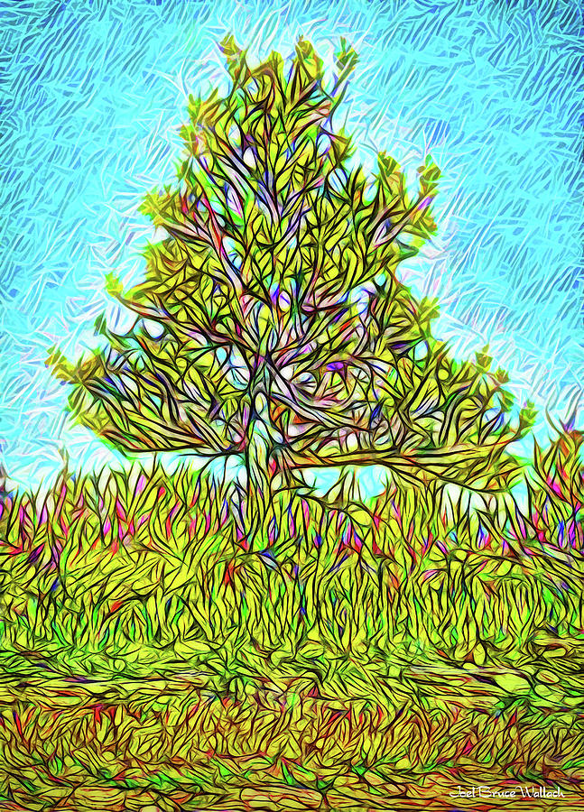 Green Mountain Pine - Tree In Boulder County Colorado Digital Art by Joel Bruce Wallach
