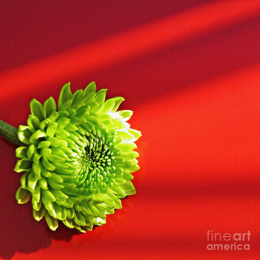 Flower Photograph - Green Mum by Sarah Loft