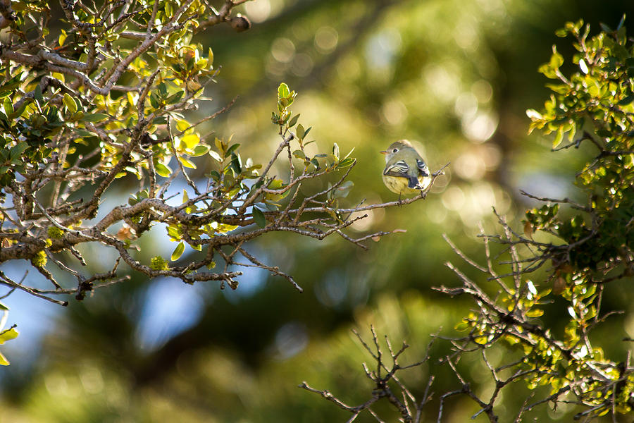 2015 Photograph - Green by Nathaniel Kidd 2015 Photograph - Green by Nathaniel Kidd