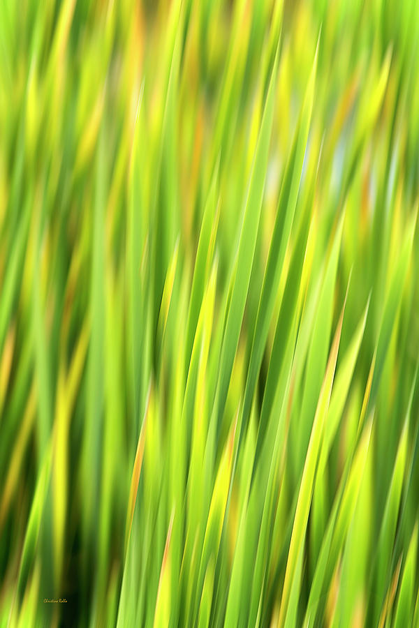 Green Nature Abstract Photograph by Christina Rollo