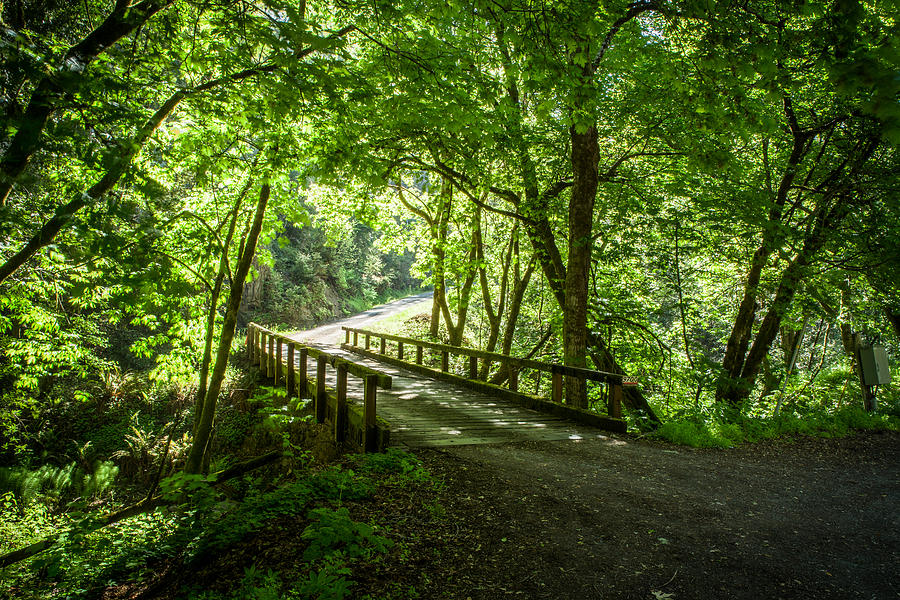 Nature Photograph - Green Nature Bridge by Bryant Coffey