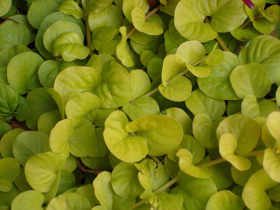 Green nature Photograph by Thomas Currin - Fine Art America