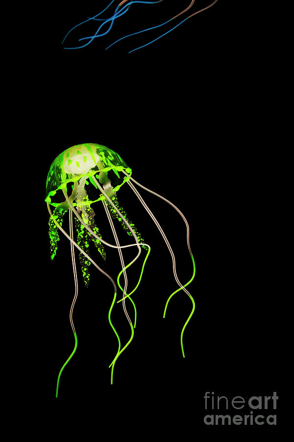 Green neon jellyfish Photograph by Jorgo Photography