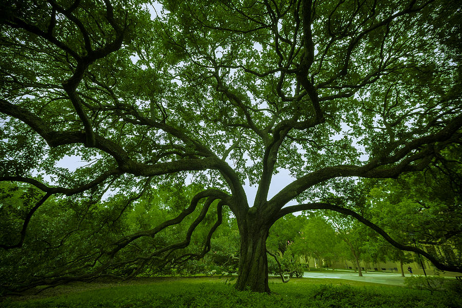 Green Oak Photograph
