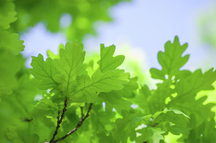 Green Oak Leaves ad Blue Sky Photograph by Jenny Rainbow