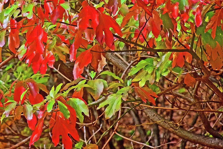 Green Sassafras Leaves Turning Red along Trail to North Beach Park in Ottawa County, Michigan Photograph by Ruth Hager