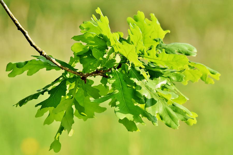 Green Oak Leaves Photograph By Werner Lehmann - Fine Art America