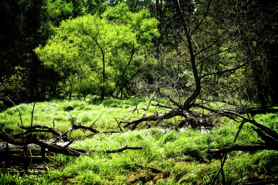 Green Oasis Photograph by Ayesha  Lakes