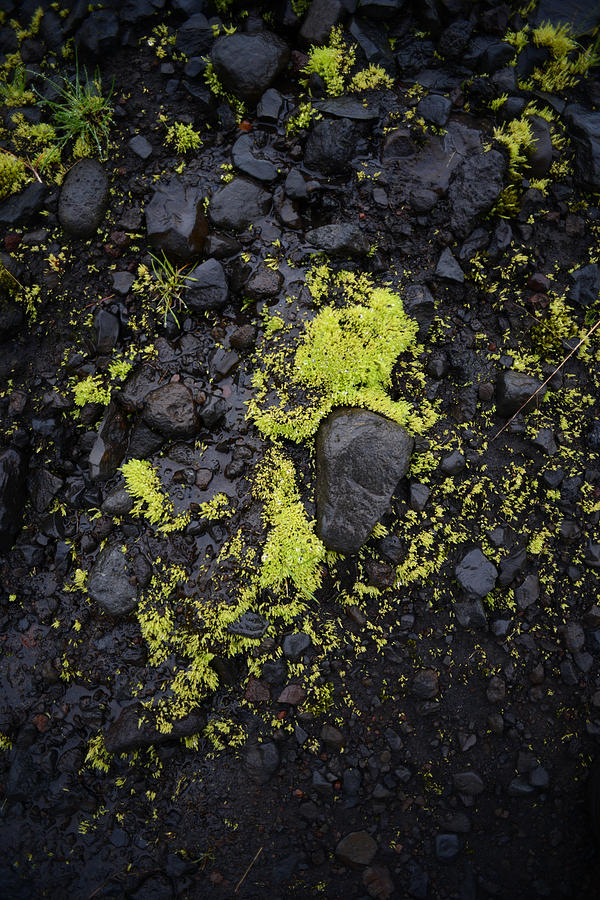 Green on Black on Icelands Fimmvorduhals Trail Photograph by Alex Blondeau