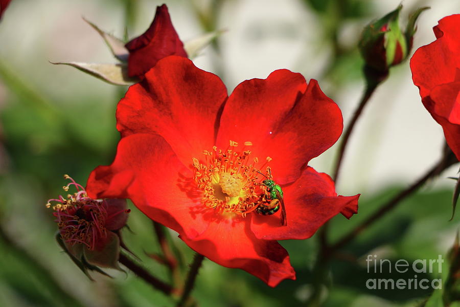 Green On Red Photograph by Christiane Schulze Art And Photography