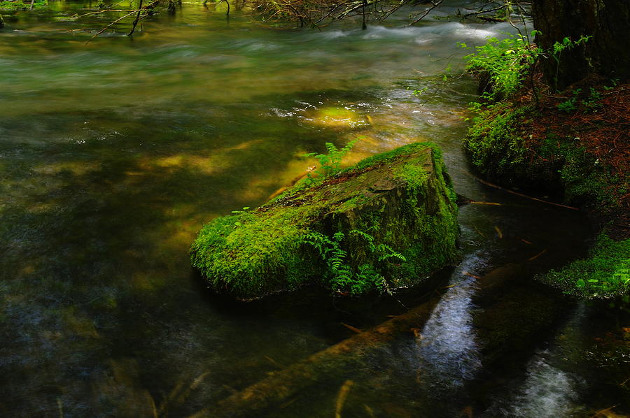 Green On The River Photograph