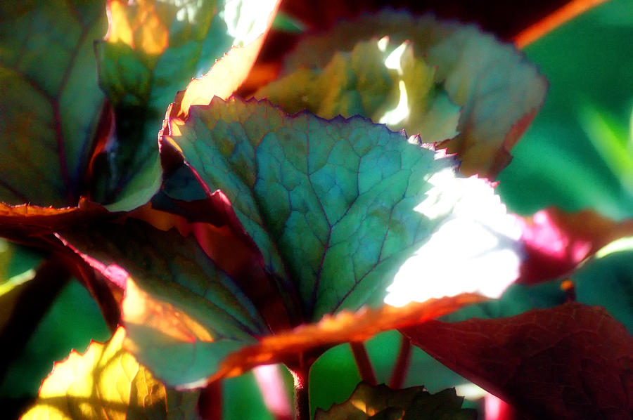 Green-Orange-Red Photograph by Ross Powell