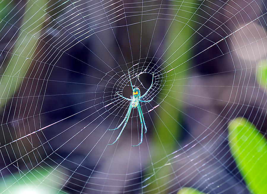 Green Orchard Spider Photograph by Kenneth Albin