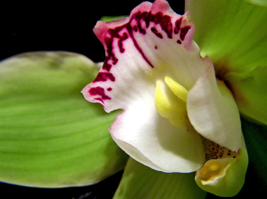 Flower Photograph - Green Orchid by Adam Johnson
