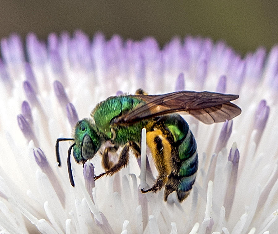 Green Orchid Bee Photograph by William Bitman