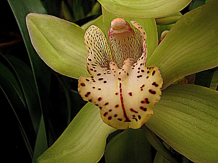 Flower Digital Art - Green Orchid by Bonita Brandt