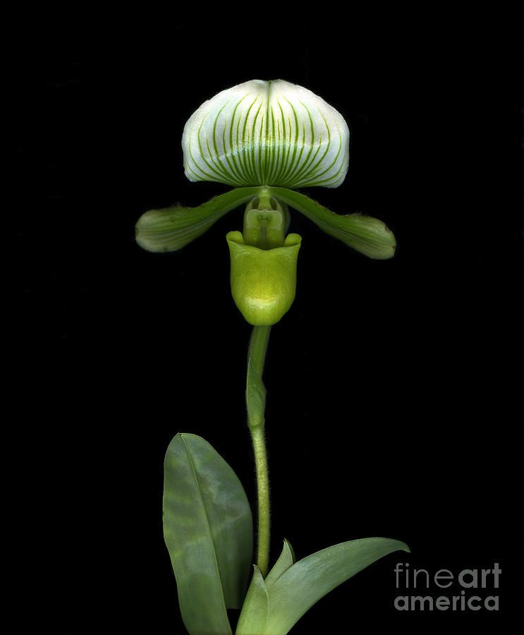 Green Orchid Photograph by Christian Slanec
