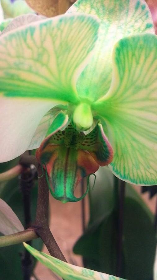 Orchid Photograph - Green Orchid by Mike Webb