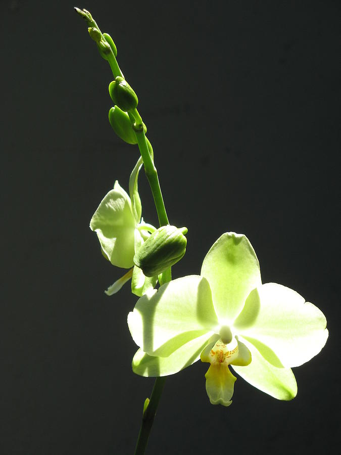 Green Orchids Photograph by Alfred Ng
