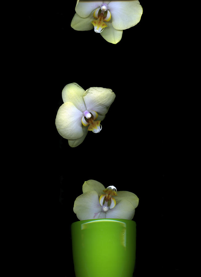 Green Orchids Photograph by Christian Slanec