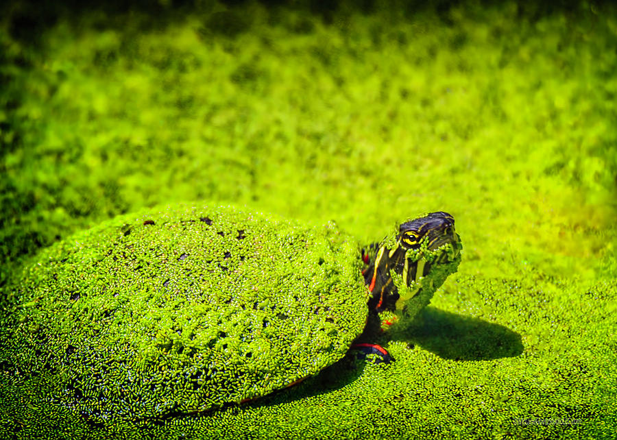 Green Painted Turtle Photograph by LeeAnn McLaneGoetz McLaneGoetzStudioLLCcom