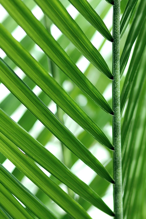 Green Palm Photograph by Kristen Pearce