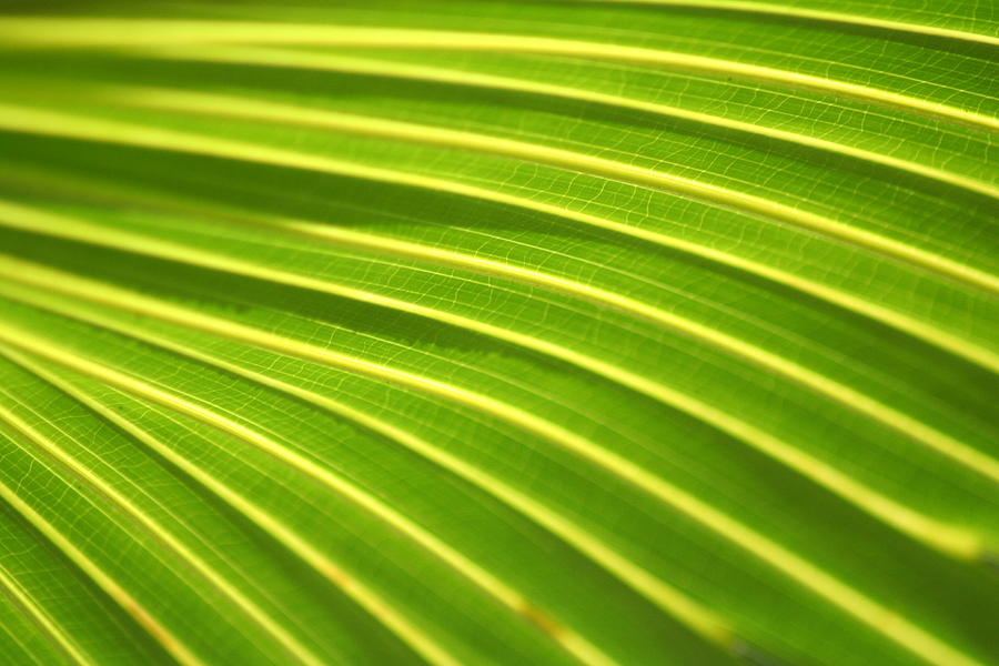 Green Palm Leaf Photograph by Anita Parker