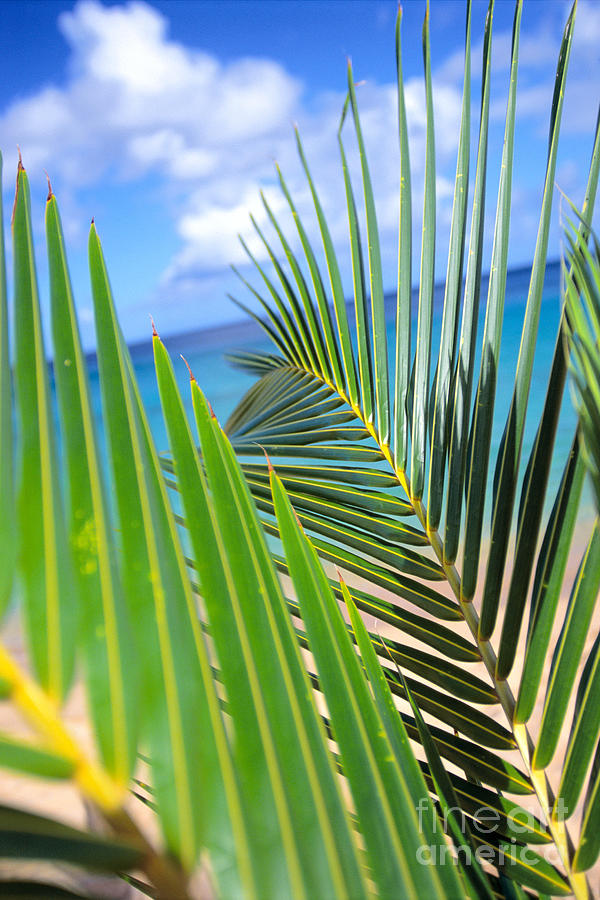 Green Palm Leaves Photograph by Dana Edmunds - Printscapes