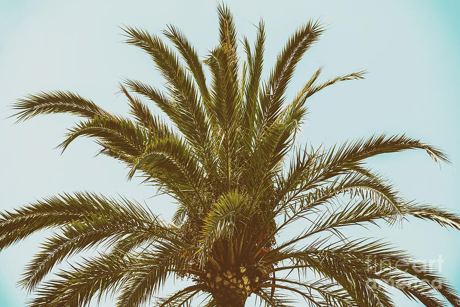 Summer Photograph - Green Palm Tree On Blue Sky by Radu Bercan