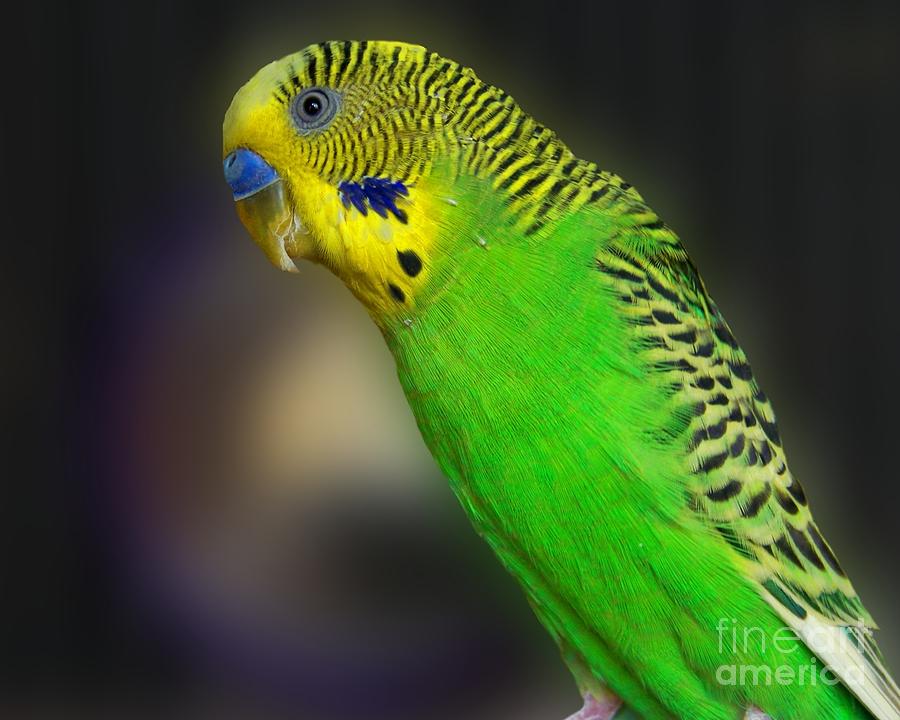 Green Parakeet Portrait Photograph by Jai Johnson